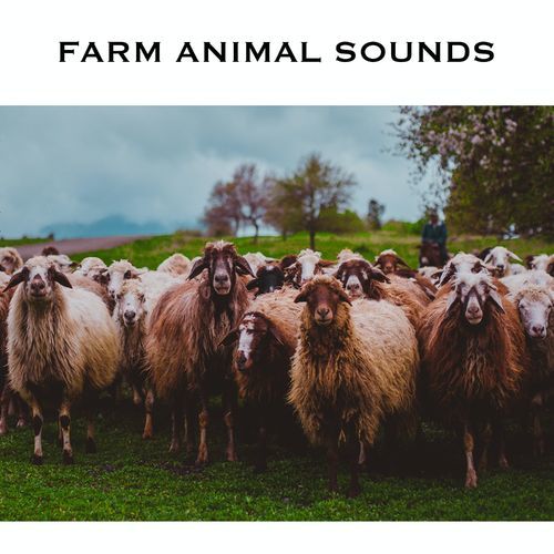 Animal Farm