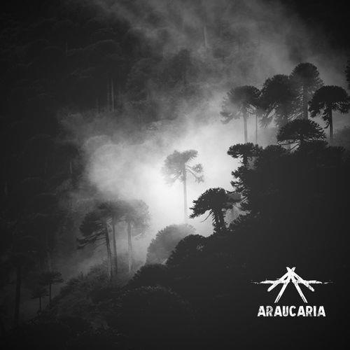 Araucaria