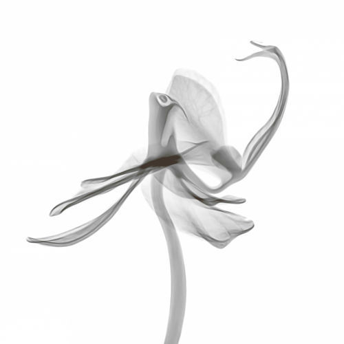 Petal