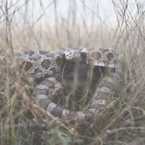 Rattlesnake