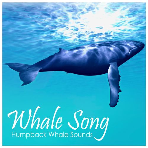 Whale