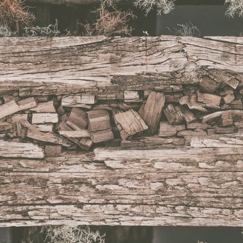 Woodstruck